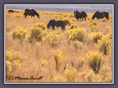 Mustangs - Nevada - Highway 50