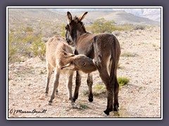 Nevadas Wild Burros