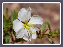 New Mexico Evening Primrose - Oenothera Neomexicana