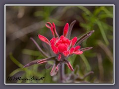 Northwestern Indian Paintbrush - Castilleja Chromosa