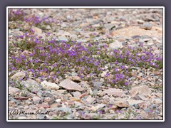 Notch leaf phaceli - Viisitor Center - Death Valley