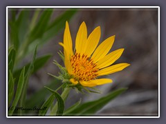 Nuttalls Sunflower - Helianthus Nuttallii