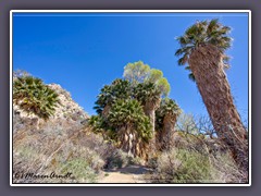 Oase Cottonwood Spring -  Joshua Tree NP