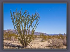 Ocotillo - Fouquieria splendens - Joshua Tree NP