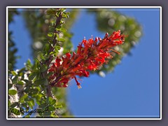 Ocotillo Blüten - Joshhua Tree NP 