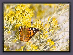 Painted Lady amerikanischer Distelfalter - White Sands