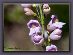 Palmers Penstemon - Penstemon palmeri