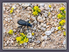 Pinacate Beetles Stinkbug - Death Valley