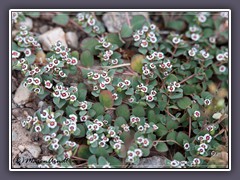 Rattlesnake Weed - Euphorbia albomarginata