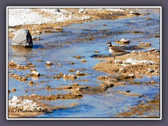 Regenpfeiffer - Killdeer -Charadrius vociferus - Salt Creek - Death Valley