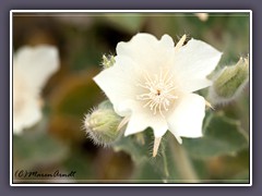 Rock Nettle  - Eucnide urens