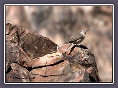 Rock Wren - Salpinctes obsoletus - Felsenzaunkönig - Death Valley