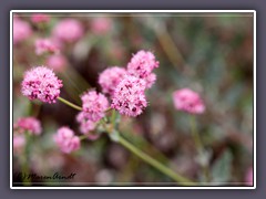 Rose Meadowsweet -  Spiraea Splendens, 