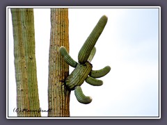 Saguaro Kaktus - Saguaro NP - Arizona