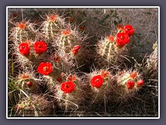 Scarlet hedgehog cactus - Joshua Tree NP