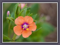 Scarlet Pimpernel - Anagallis Arvensis