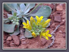 Sharpleaf Twinpod - Physaria Acutifolia