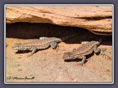 Side Blotches Lizards - Valley of Fire State Park  - Nevada