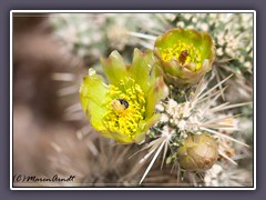 Silver Cholla Blüten - Joshua Tree NP