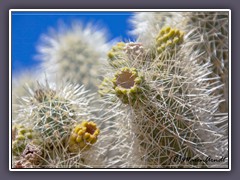 Silver Chollas - Joshua Tree NP