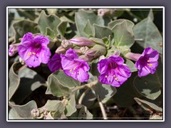 Smooth Spreading Four OClock -  Mirabilis Oxybaphoides - 