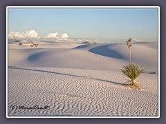 Soap Tree Yukka - White Sands NP