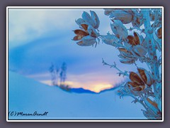 Sonnenuntergang mit Soaptree Yukka - White Sand NP