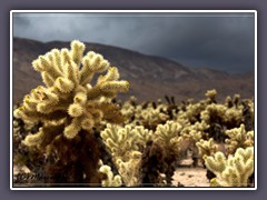 Teddybaer Chollas - Joshua Tree NP