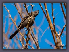 Trauerseidenschnäpper - Phainopepla - Joshua Tree NP