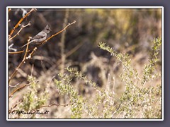 Trauerseidenschnäpper - Silky flycatcher - Joshua Tree NP 
