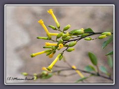 Tree Tobacco - Nicotiana glauca