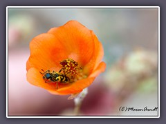 Trichodes Ornatus Käfer -  Globe Mallow 