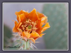 Tulip Pricklypear -  Opuntia phaeacantha