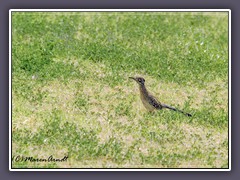 Wegekuckuck - Roadrunner - Geococcyx californianus - Death Valley 