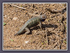 Western Fence Lizard  - Westlicher Stachelleguan - California
