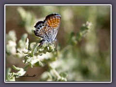 Western Pygmy Blue - Ubeheve Crater - Death Valley