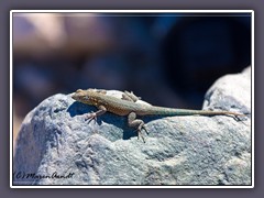 Western Side Blotched Lizard - Death Valley