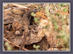 Western Whiptail Lizard - Aspidoscelis tigris - Death Valley
