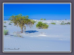 White Sands NP - New Mexico