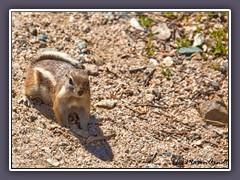White Tailed Antilope Squirrel - Valley of Fire
