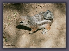 Whitetailed Antelope Squirrel - Death Valley