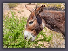 Wild Burro - Frühling im Red Rock Canyon