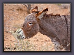 Wild Burro - Herbst im Red Rock Canyon