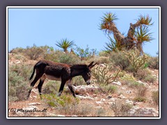 Wild Burro - Nevada