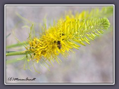 Wildbiene - Desert Prince Plume