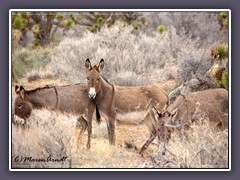 Wildesel - Nevada