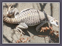 Wüstenleguan - Dipsosaurus dorsalis - Mequite Dunes Death Valley