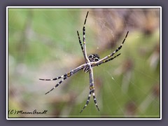 Yellow Garden Spider - Argiope aurantia