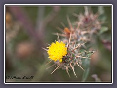 Yellow Star Thistle - Centaurea Solstitialis