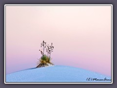 Yukka elata - Seifenpalmlilie - White Sands NP